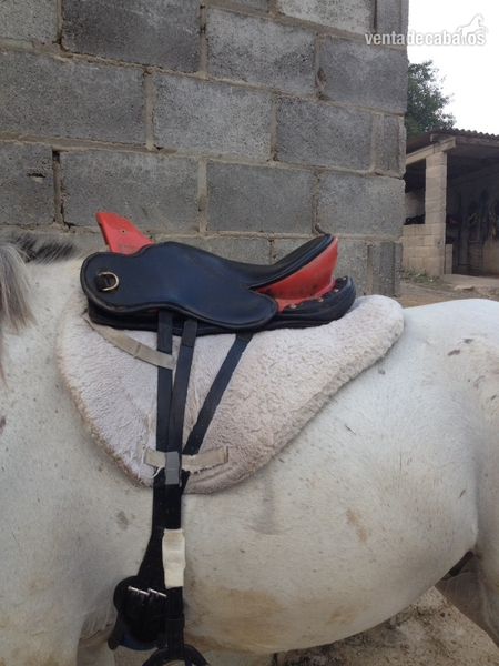 Sillas de montar - Se vende silla PODIUM in 
