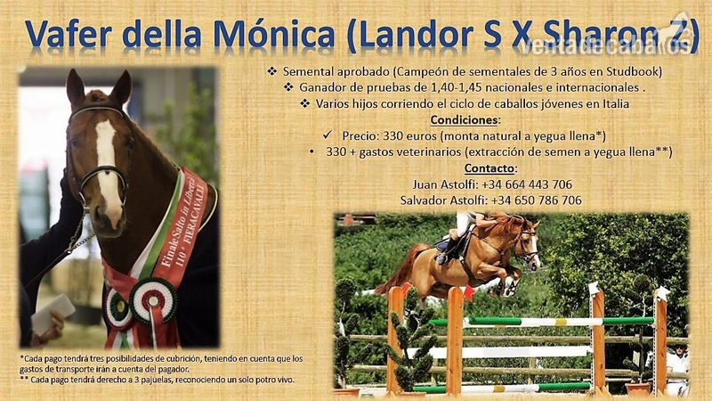 SEMENTAL VAFER DELLA MONICA 12 AÑOS PARA CUBRIR in 
