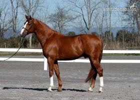 Caballos Enteros Silla Italiano - SEMENTAL VAFER DELLA MONICA 12 AÑOS PARA CUBRIR