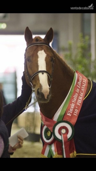 SEMENTAL VAFER DELLA MONICA 12 AÑOS PARA CUBRIR - Caballos Enteros Silla Italiano
