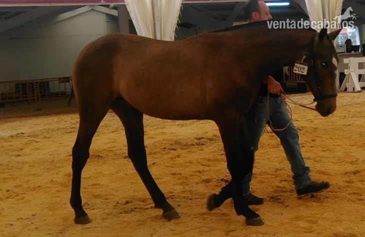 Potro pre tordo  - Pura Raza Española