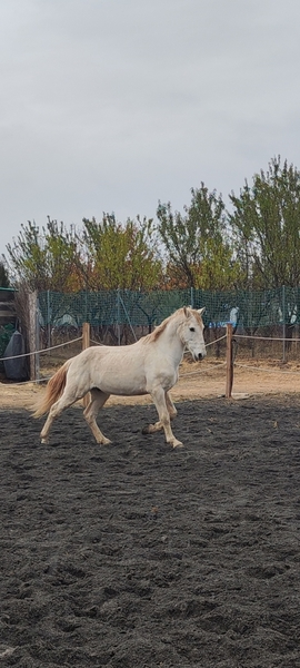Caballo NOBLE joven  in 