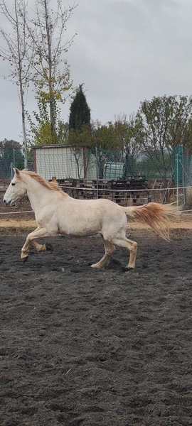 Mestizo 