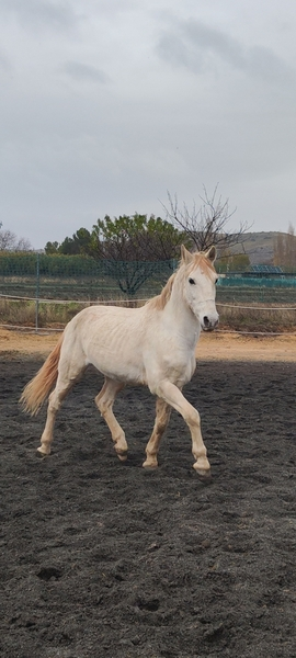 Caballos Capados Mestizo  - Caballo NOBLE joven 