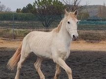 Caballo NOBLE joven 