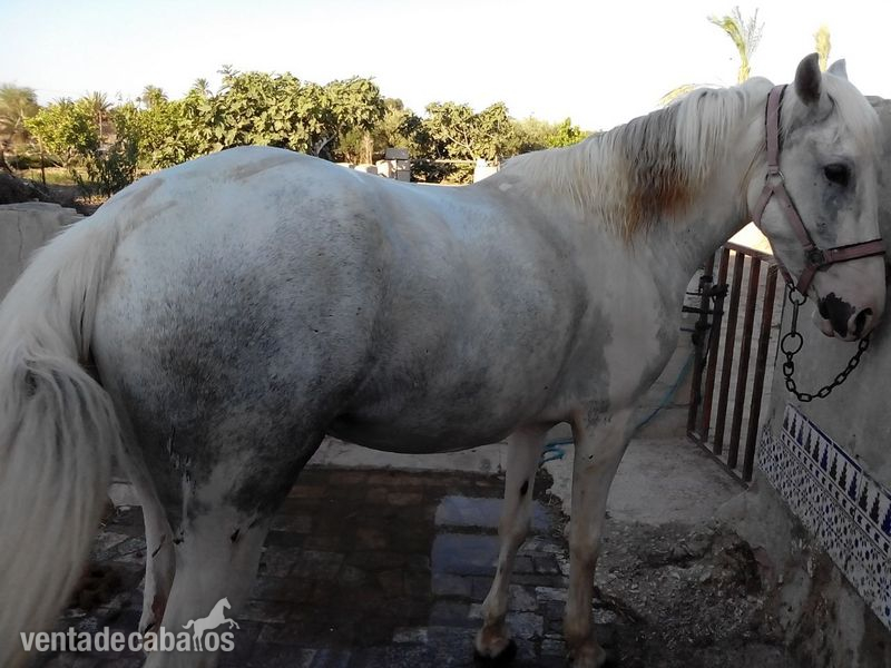 YEGUA BLANCA MUY DOCIL in 