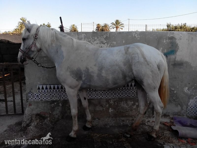 Andaluz