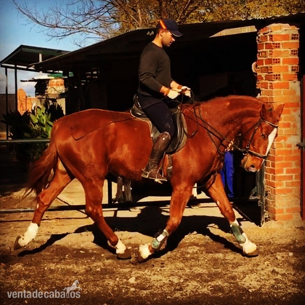 Potro alazan para doma!!! Super caracter!!! - Caballos Capados Trotón Francés