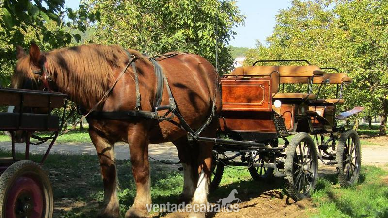 caballo enganchado y carruaje  in 