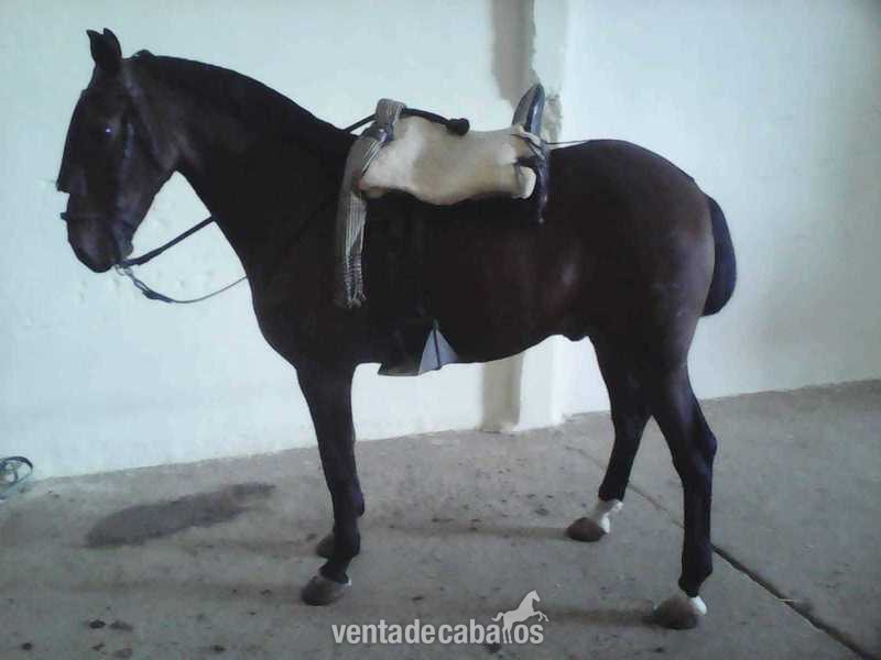 Caballo cruzado Anglo Arabe in 