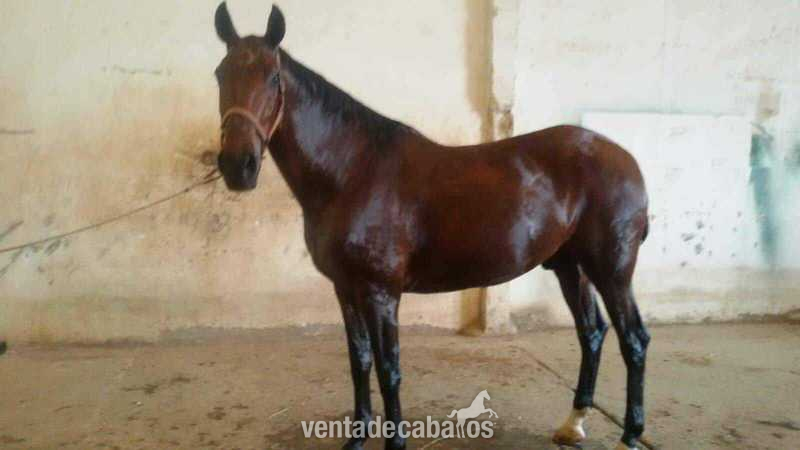 Caballos Capados Anglo-árabe - Caballo cruzado Anglo Arabe