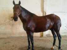 Caballo cruzado Anglo Arabe
