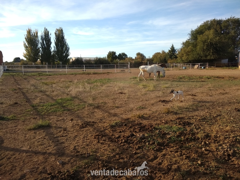 Venta de centro hipico in Madridejos