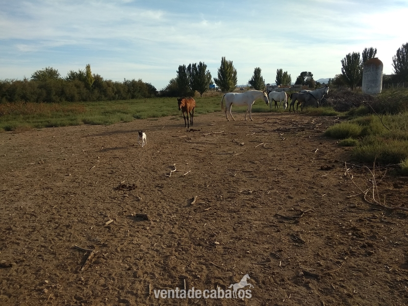 Venta de centro hipico - Finca ecuestre in Madridejos