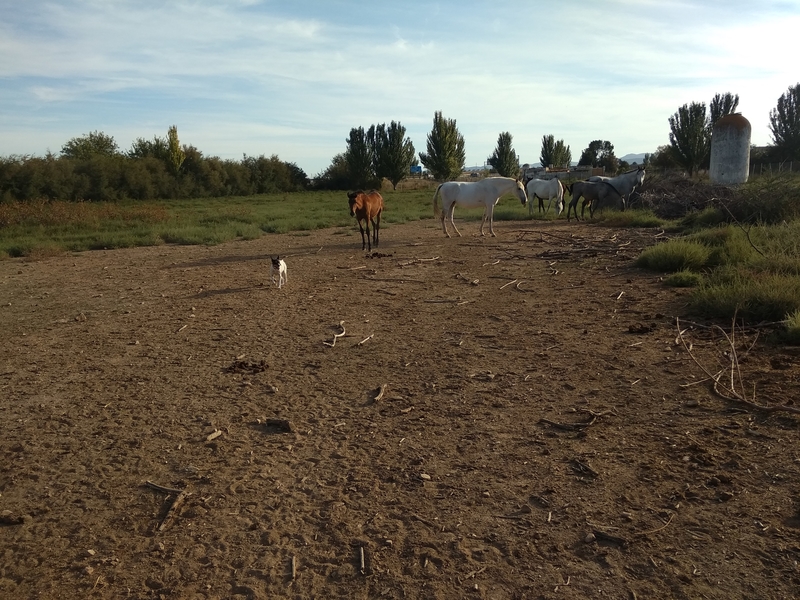Venta de centro hipico - Finca ecuestre in Madridejos