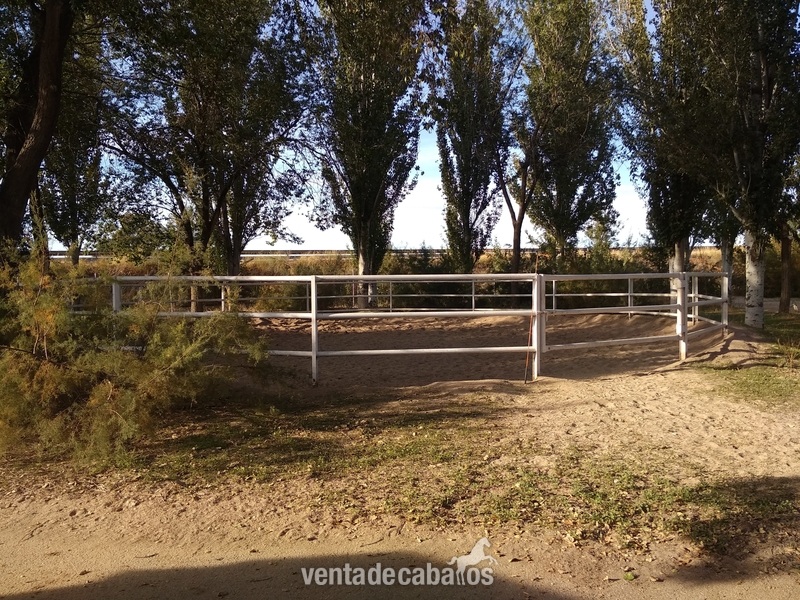 Finca ecuestre - Venta de centro hipico