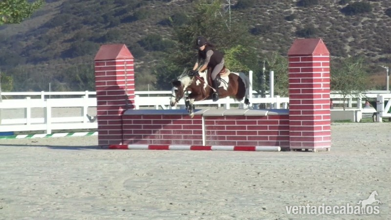 Se vende poni B de salto in 