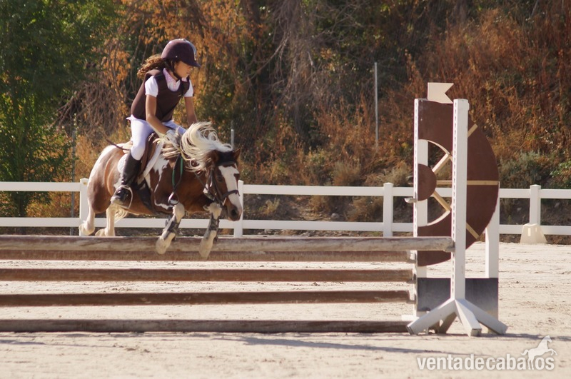 Poni B salto {TYPE}