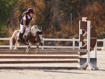 Se vende poni B de salto