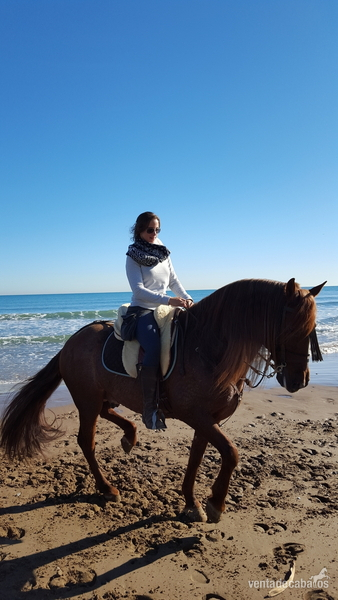 Venta Caballo P.R.E in 