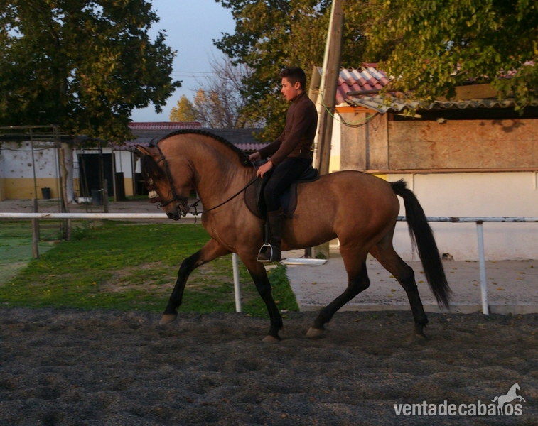 ORDOÑEZ, LUSITANO BAYO in 