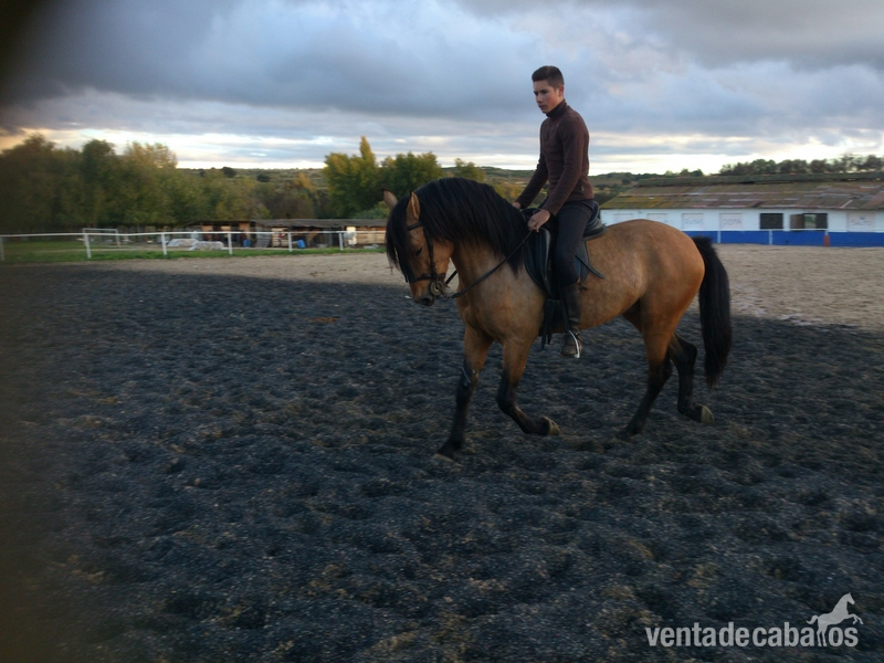 Lusitano