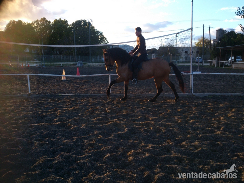 Lusitano {TYPE}