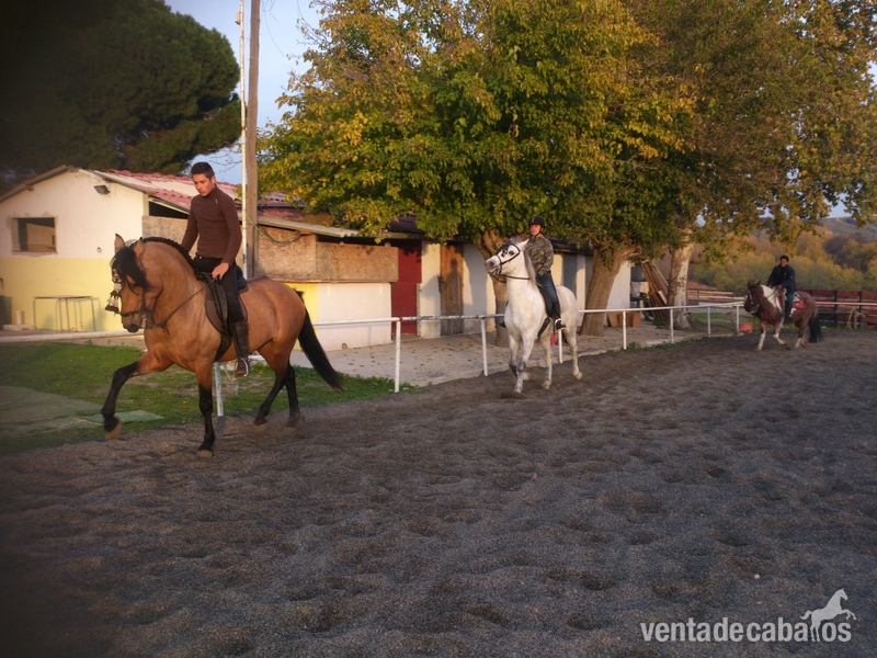 Caballos Enteros Lusitano - ORDOÑEZ, LUSITANO BAYO