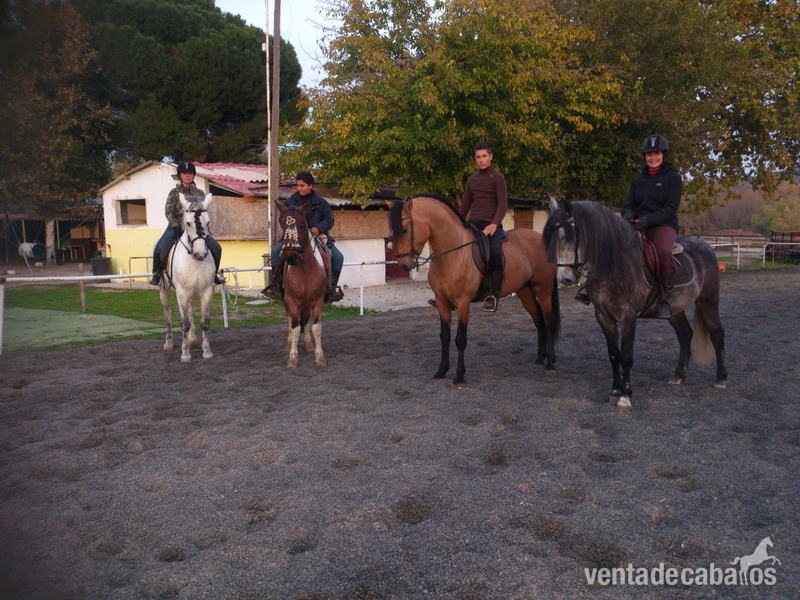 ORDOÑEZ, LUSITANO BAYO - Caballos Enteros Lusitano