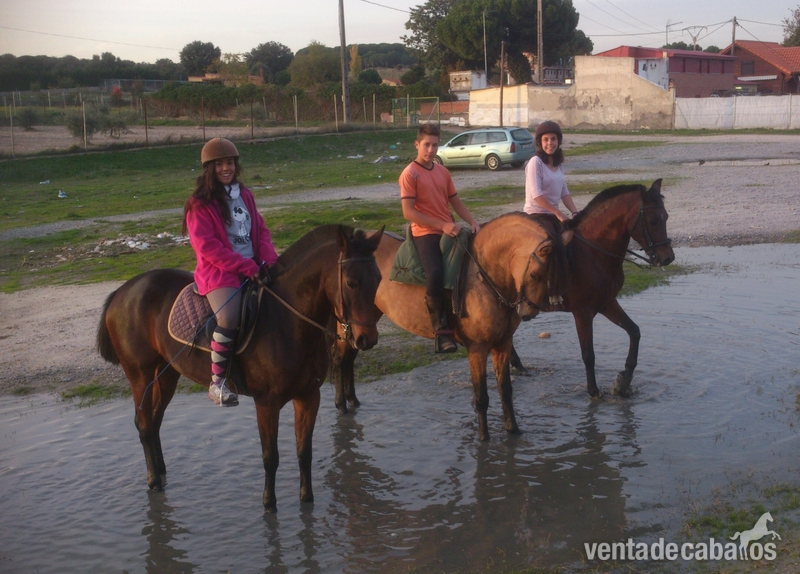 ORDOÑEZ, LUSITANO BAYO - Lusitano