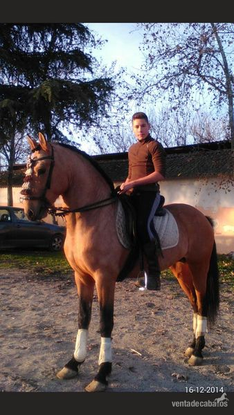ORDOÑEZ, LUSITANO BAYO - Caballos Enteros