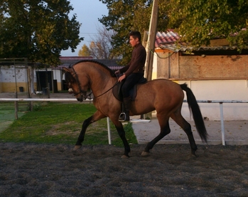 ORDOÑEZ, LUSITANO BAYO
