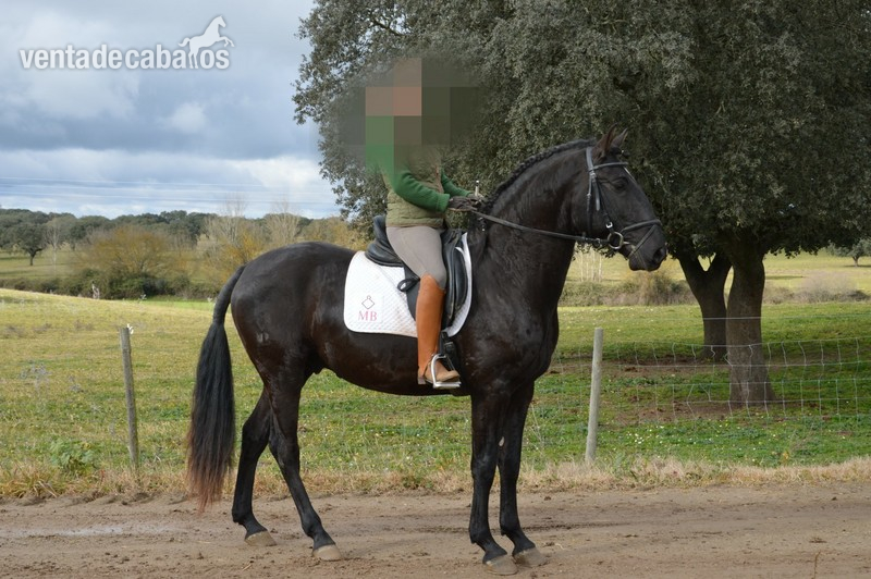Caballo Lusitano PSL in 