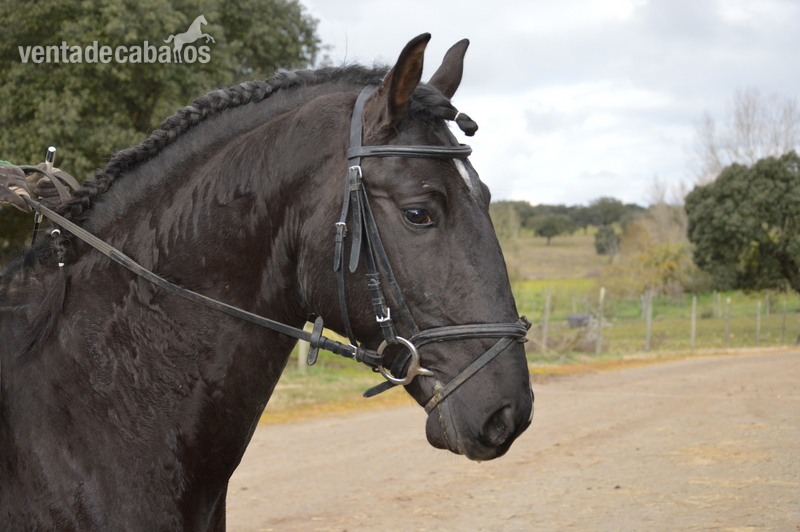 Lusitano