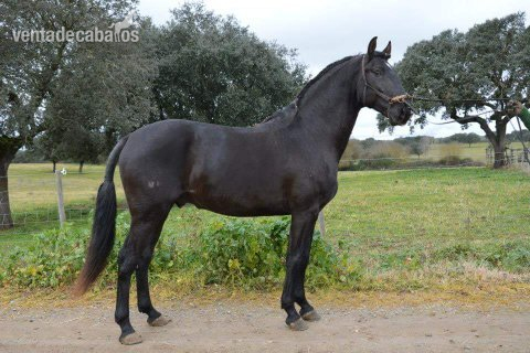Lusitano {TYPE}