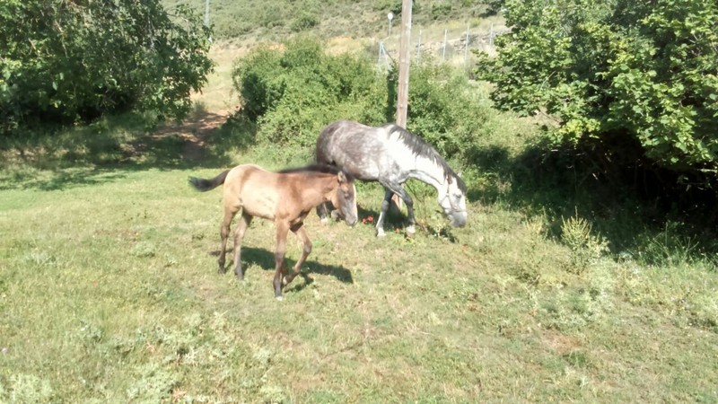 VENDO YYEGUA TRES AÑOS COLOR GRISS - Yeguas Albino