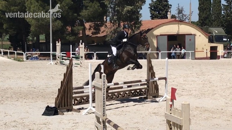 Caballo hispano Hannoveriano in 