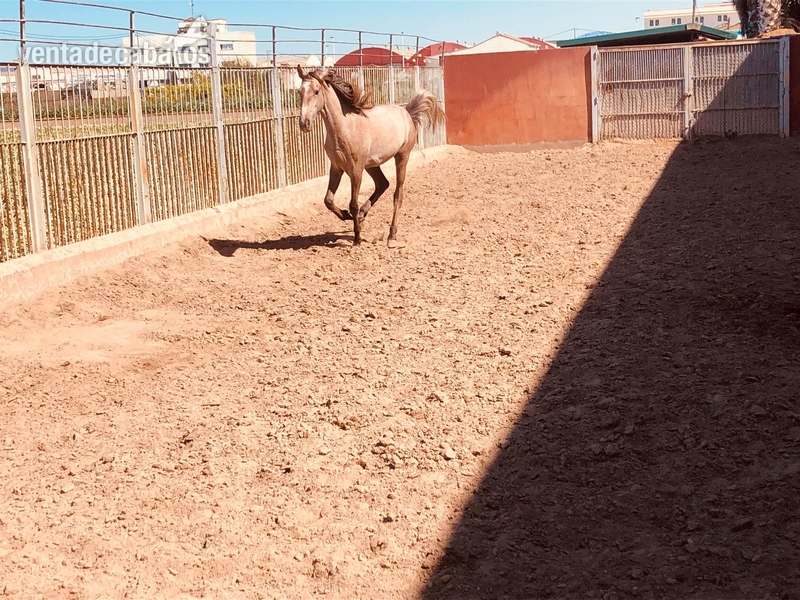 Pura Raza Española