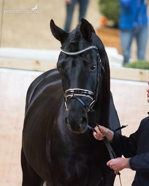 Hermoso Hannoveriano negro in 