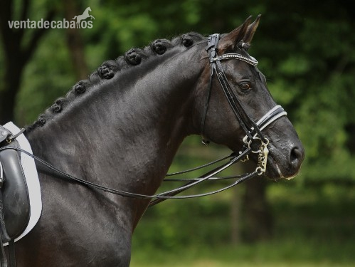 Caballos Capados Holandés de Sangre Caliente - Hermoso Hannoveriano negro