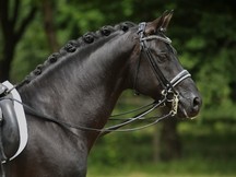 Hermoso Hannoveriano negro