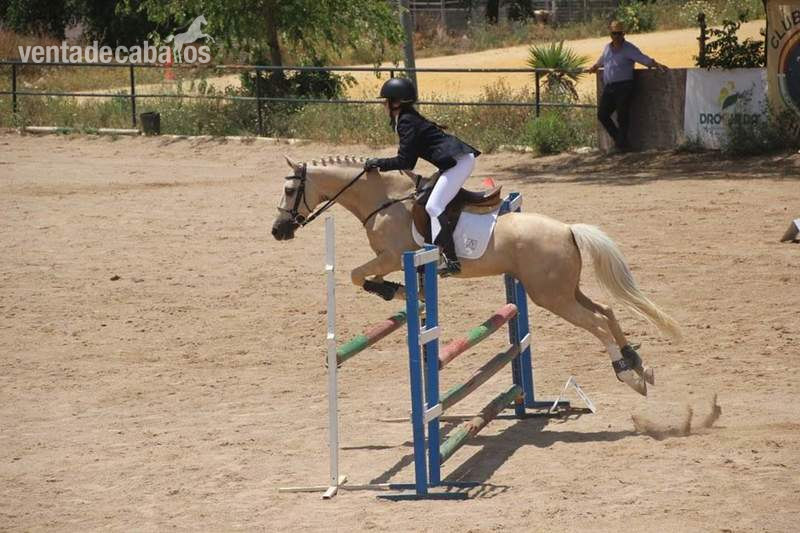 Caballo PONI D, DOMA CLASICA, SALTO, CONCURSO in 