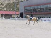 Caballo PONI D, DOMA CLASICA, SALTO, CONCURSO