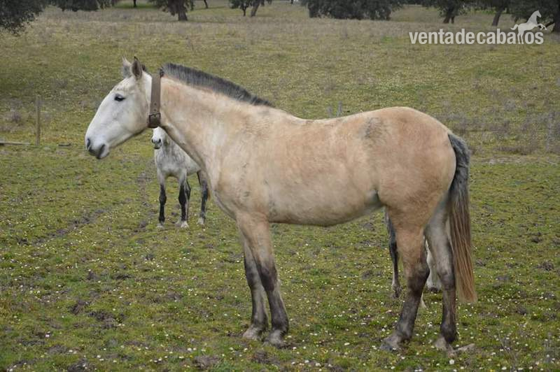 Lusitano