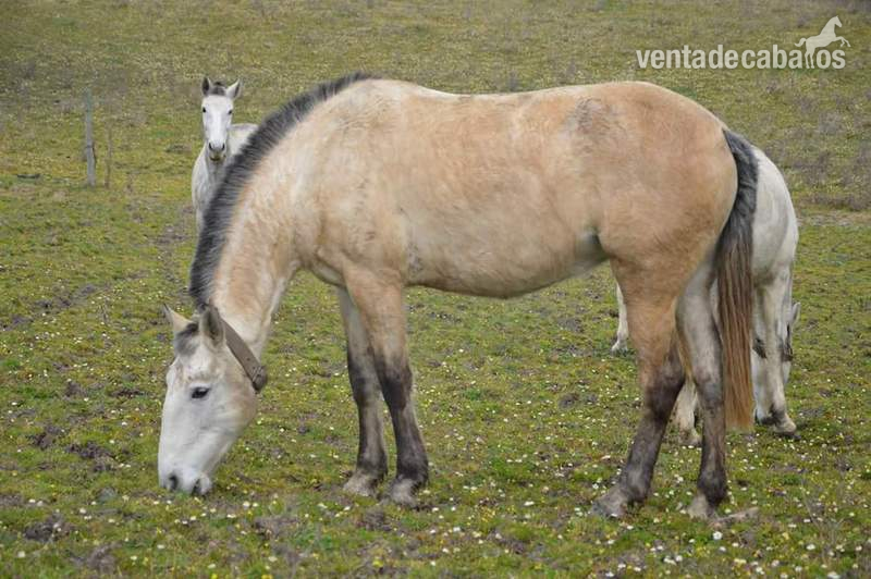 Lusitano {TYPE}