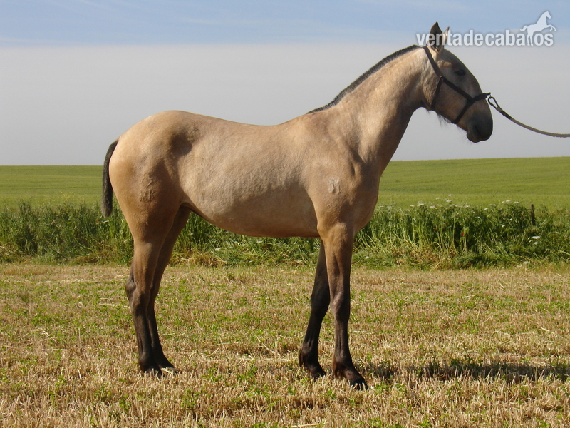 Yeguas Lusitano - Yegua Lusitana PSL