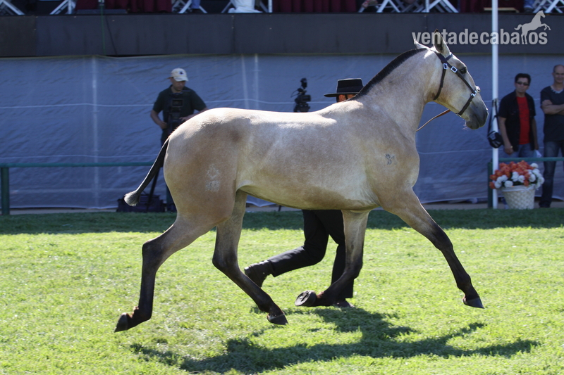 Yegua Lusitana PSL - Yeguas Lusitano