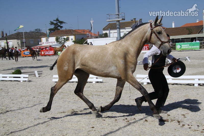 Yegua Lusitana PSL - Lusitano