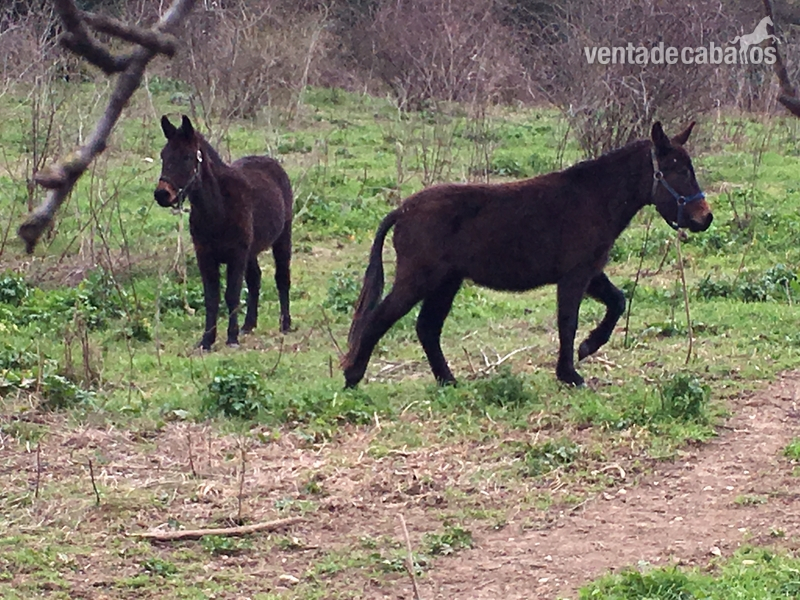 Burros Mulo - Vendo mulo y mula