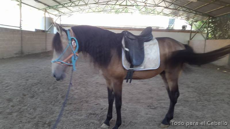 Potro Lusitano de Calidad. in 